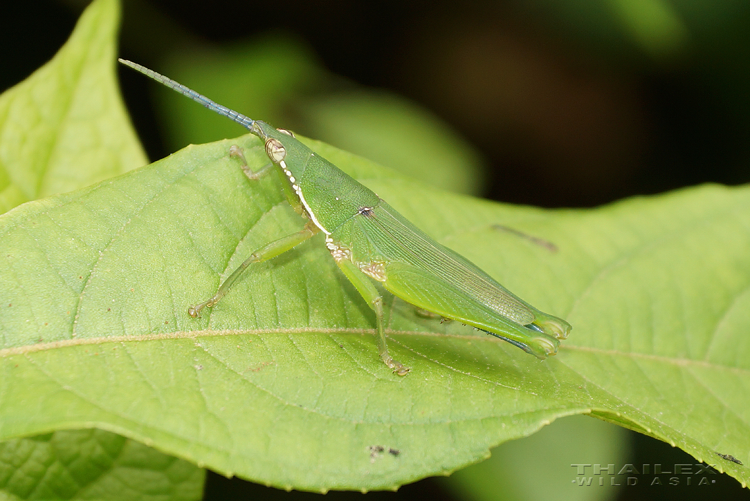 Tobacco Grasshopper