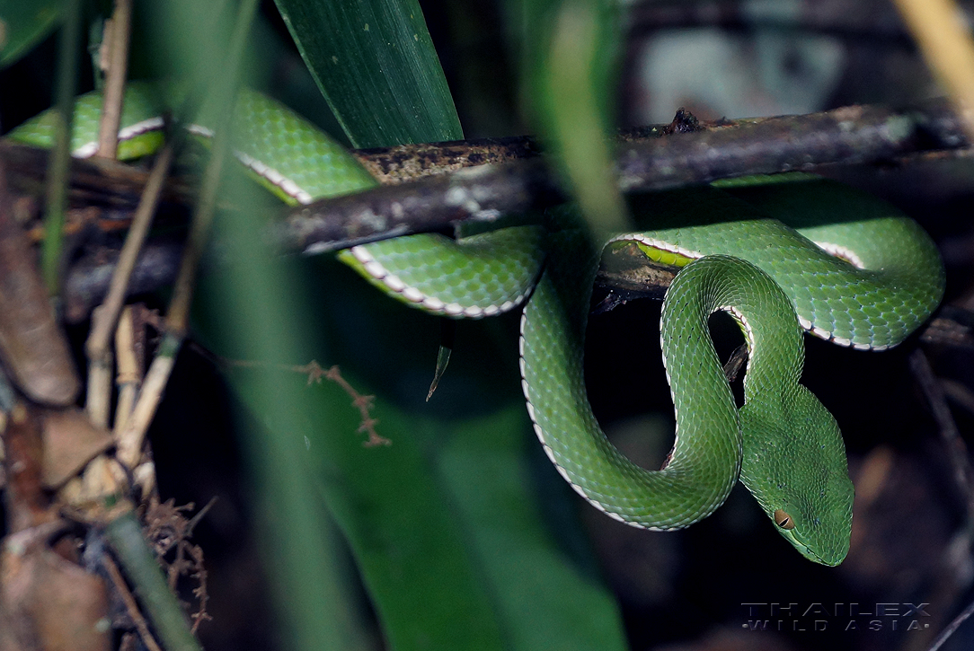 Pope's Pit Viper, Khao Yai, TH