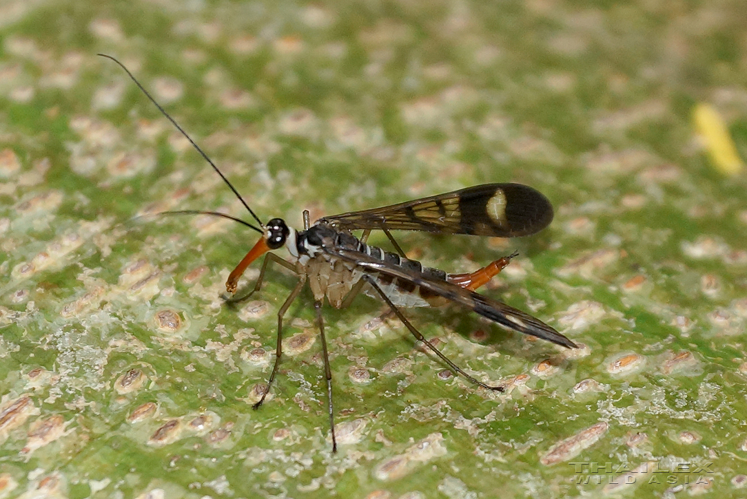 Scorpion Fly