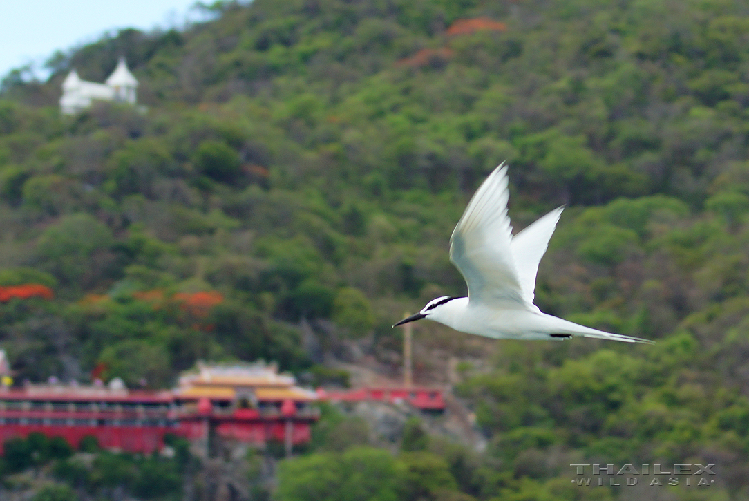 Black-naped Tern