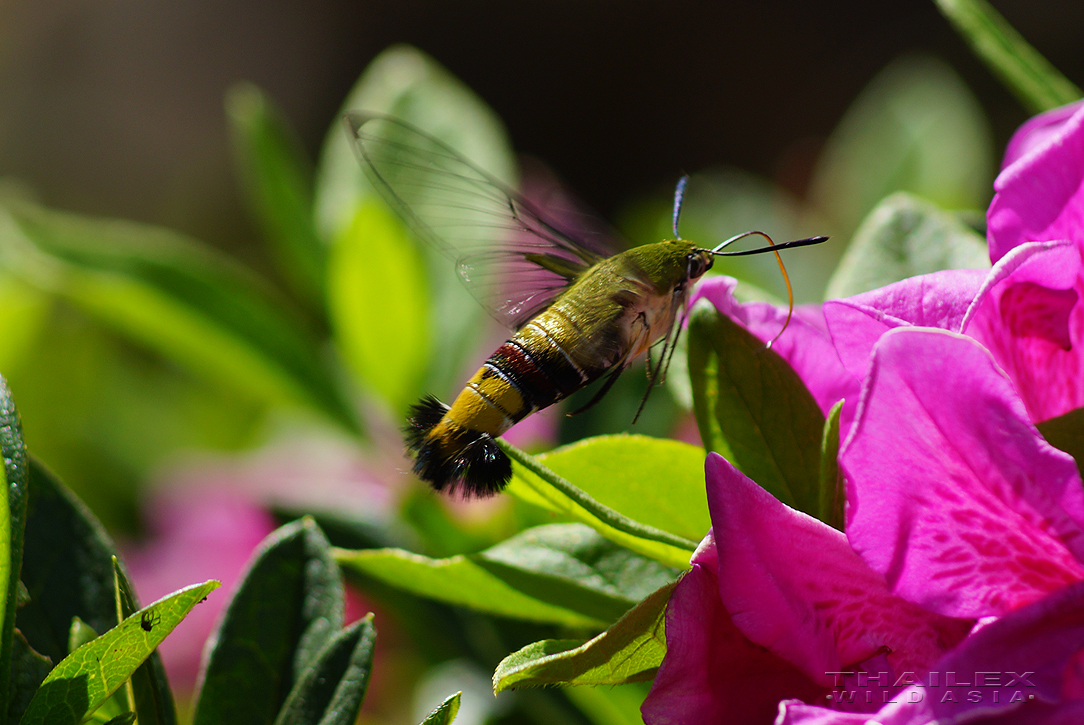 Hummingbird Hawk Moth, Loei, TH