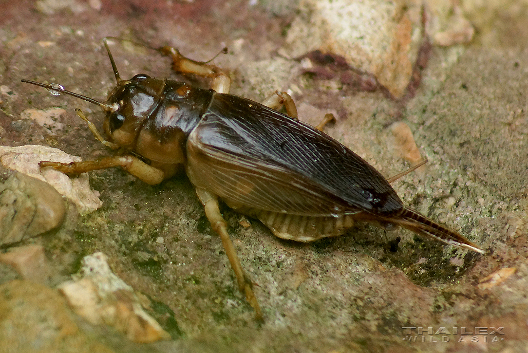 Cricket, Surat Thani, TH