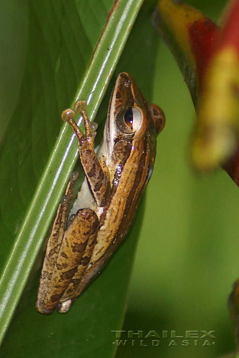 Common Tree Frog