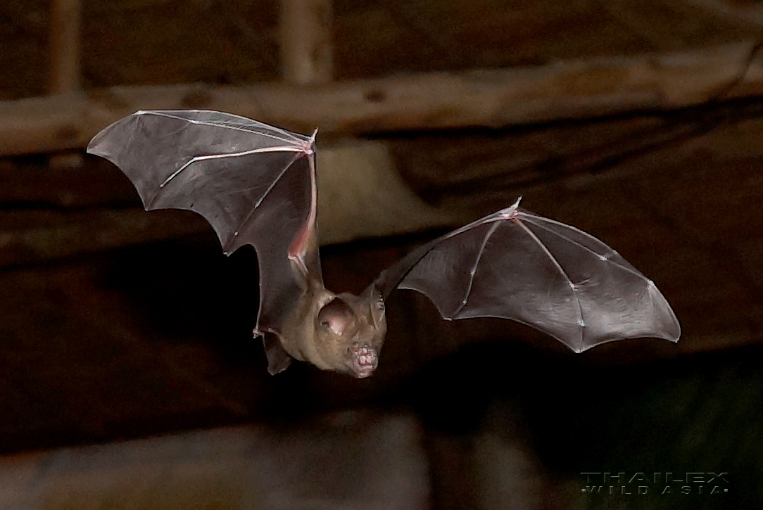 Horseshoe Bat, Surat Thani, TH