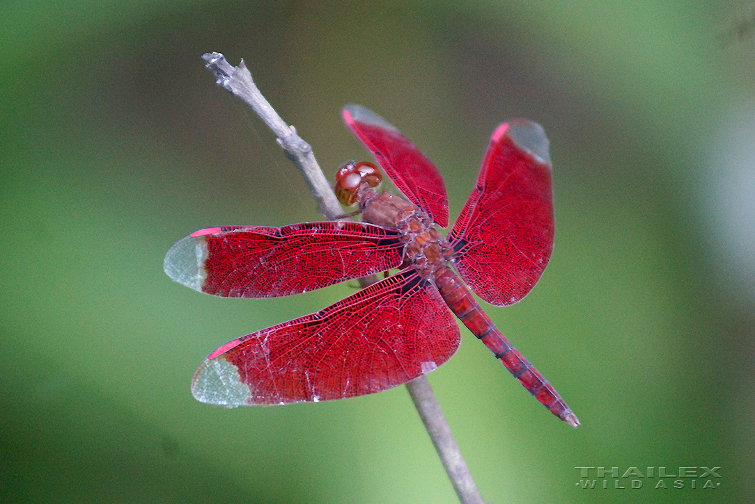 Cleartip Widow, Surat Thani, TH