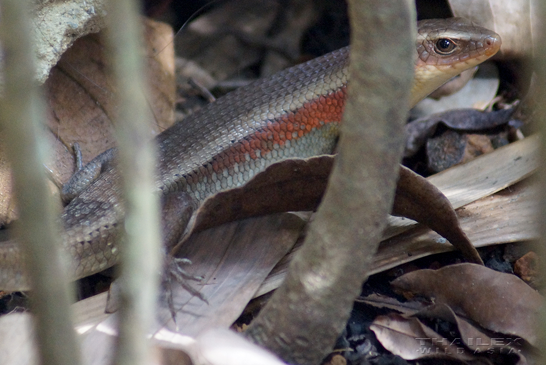 Common Sun Skink, Surat Thani, TH