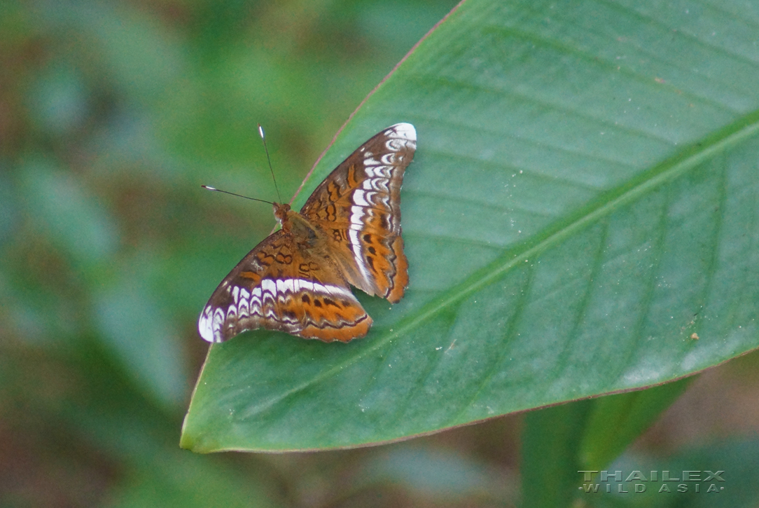 Knight, Surat Thani, TH