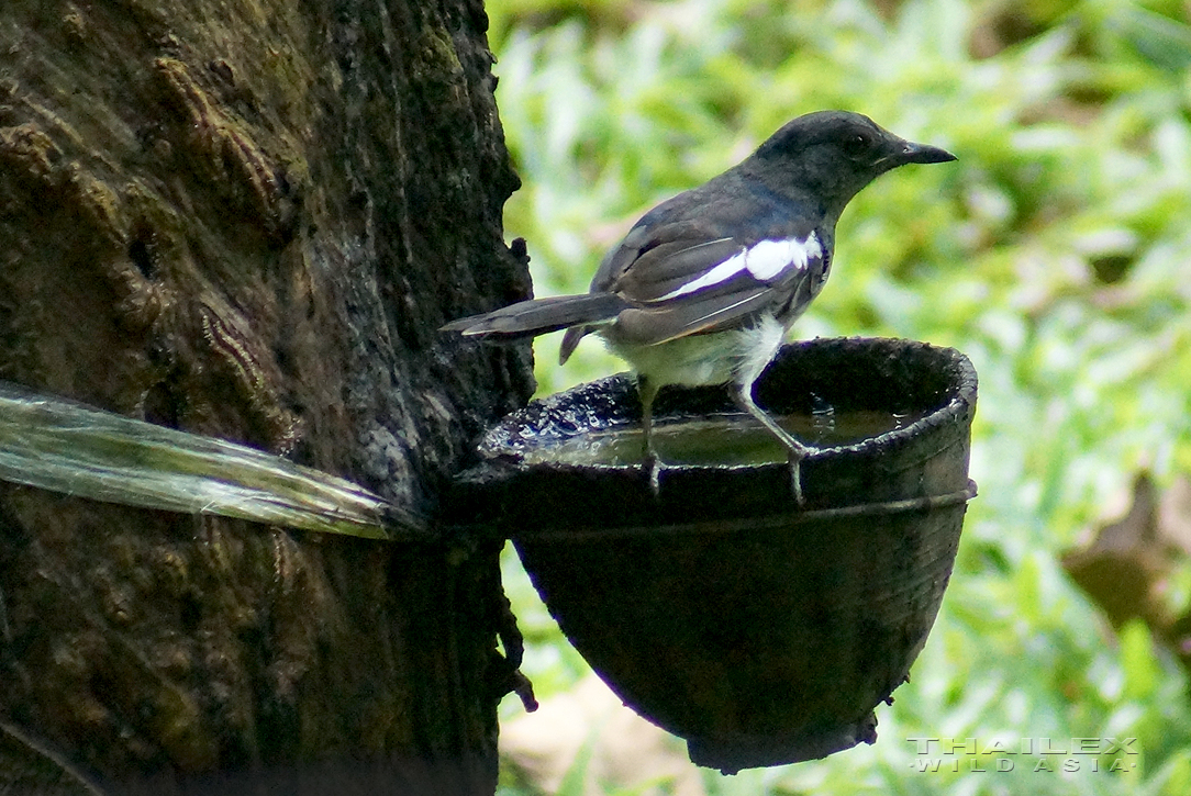 Oriental Magpie Robin, Surat Thani, TH