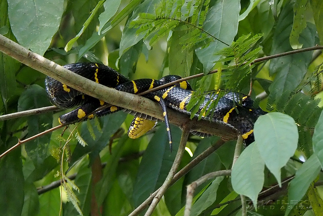 Mangrove Catsnake, Surat Thani, TH