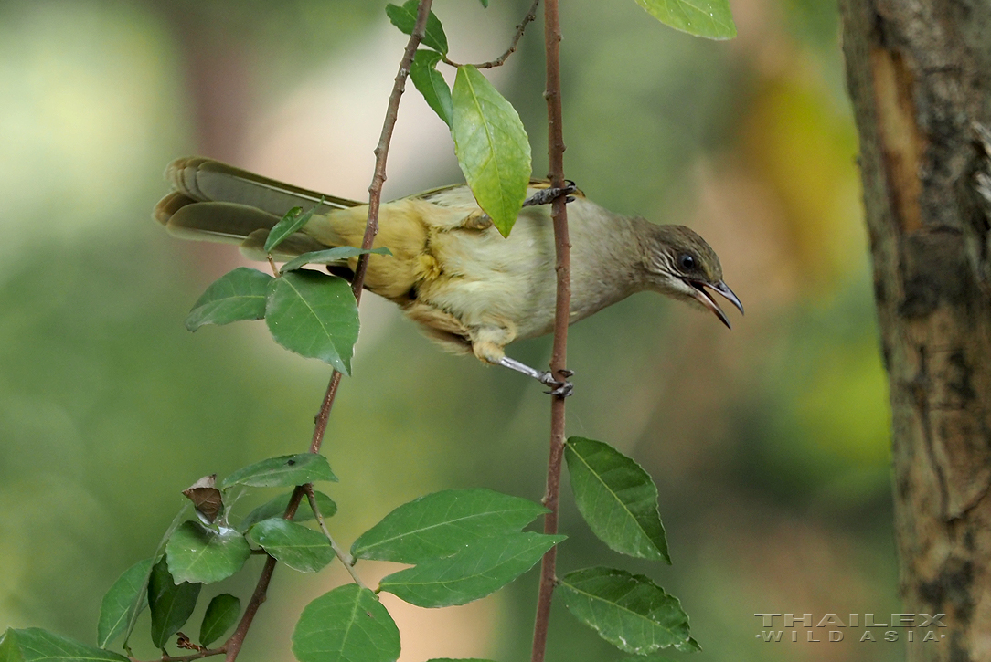 Streak-earedBulbul