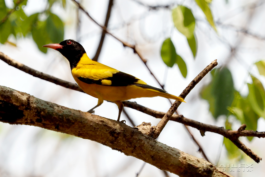 Black-hooded Oriole