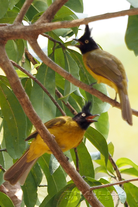 Black-crested Bulbuls, Kanchanaburi, TH