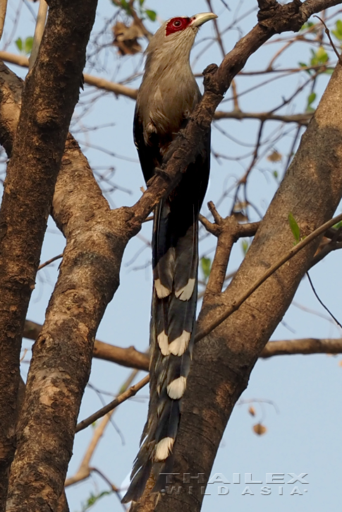 Green-billed Malkoha, Ayutthaya, TH