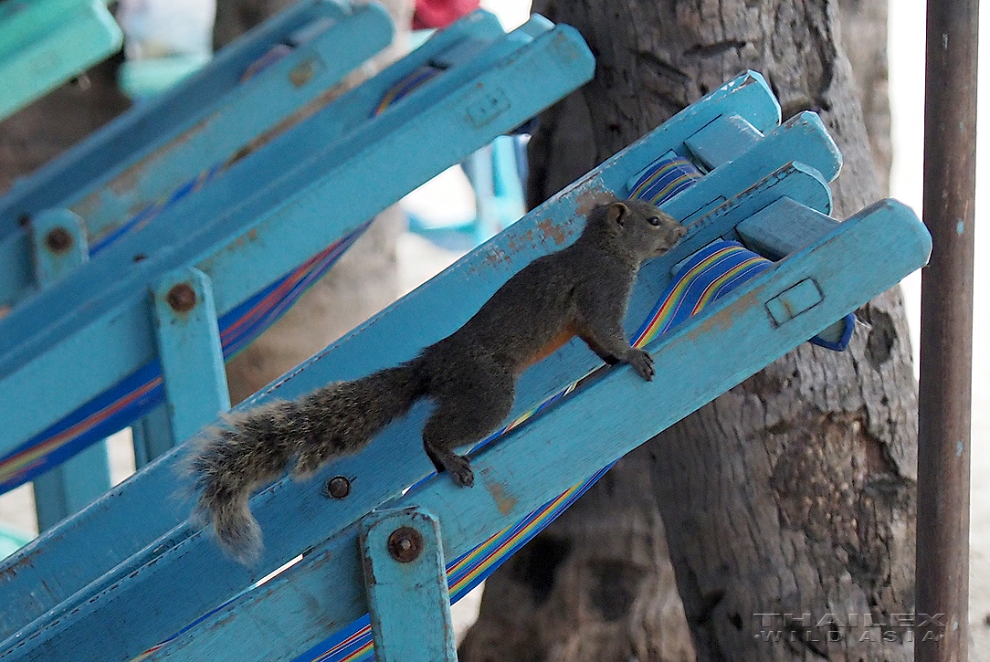 Mountain Red-bellied Squirrel, Chonburi, TH