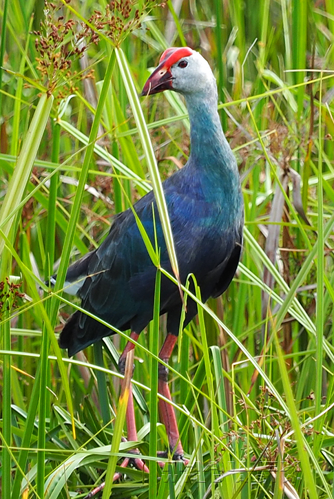 Purple Swamphen, Pattalung, TH