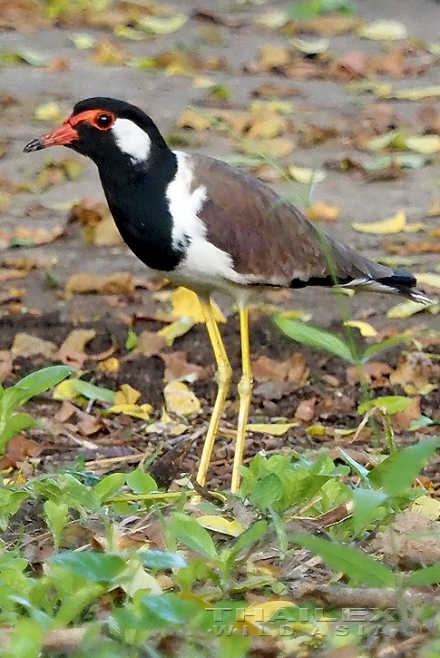 Red-wattled Lapwing, Kanchanaburi, TH