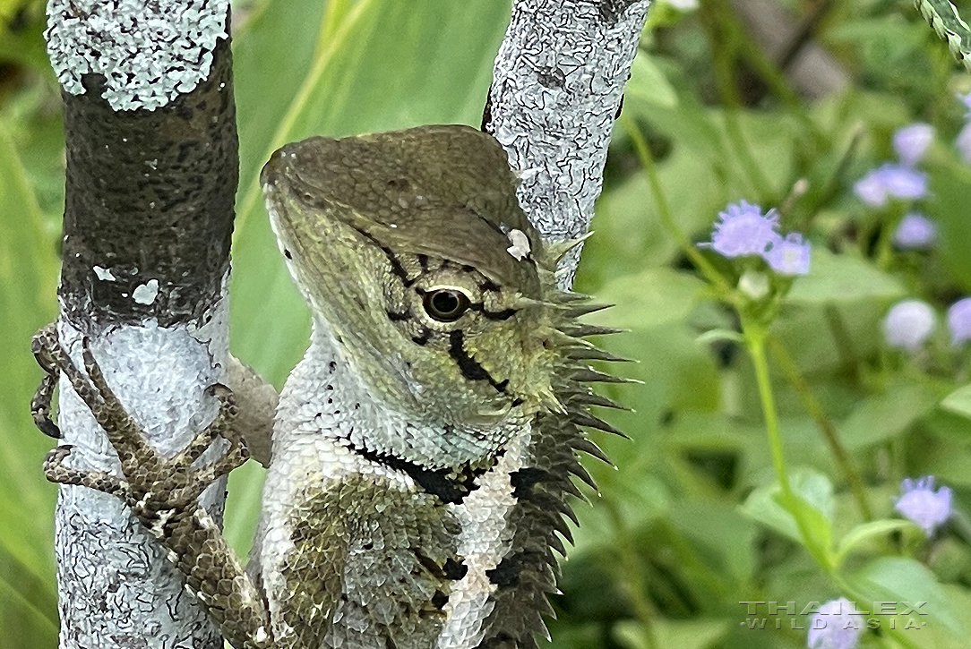 Southern Forest Crested Lizard, Surat Thani, TH