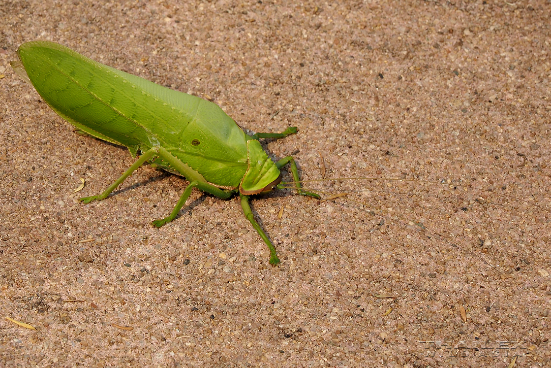 Giant False Leaf Katydid, Chiang Rai, TH