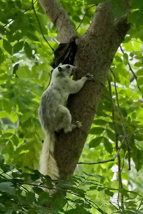 Variable Squirrel, Saraburi, TH