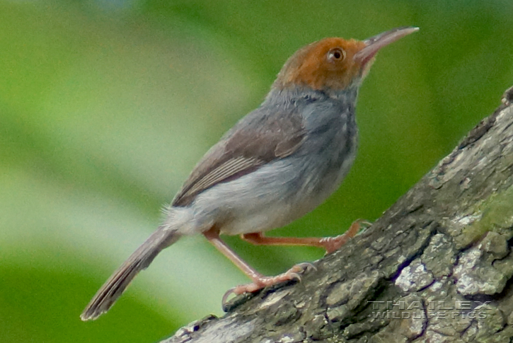 Ashy Tailorbird (Orthotomus ruficeps)