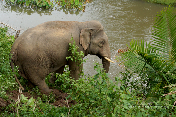 Asian Elephant (Elephas maximus)