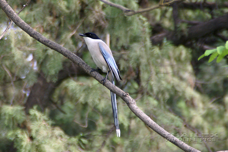 Azure-winged Magpie (Cyanopica cyana)