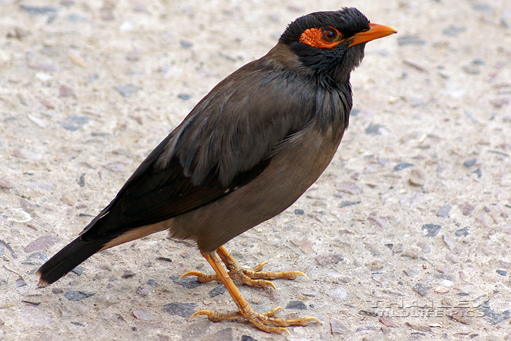 Bank Myna (Acridotheres ginginiamus)