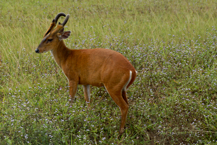 Barking Deer (Muntiacus muntjak)