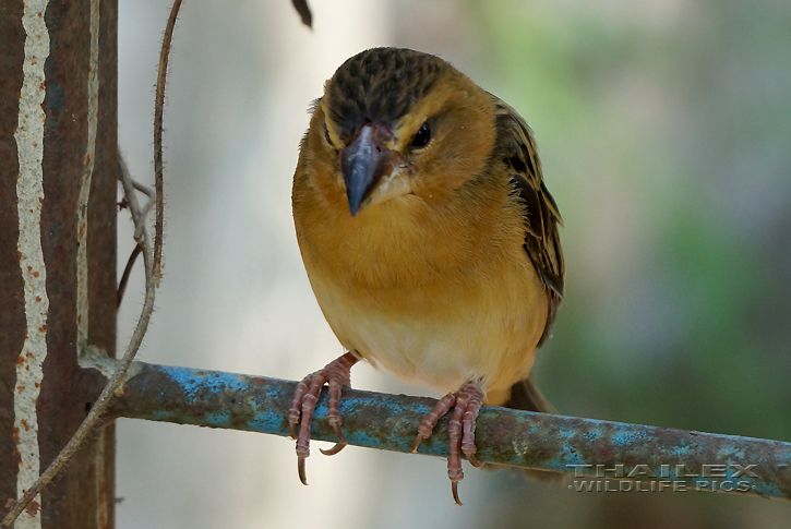 Baya Weaver (Ploceus philippinus)