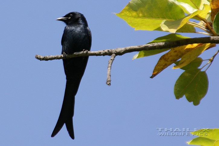 Black Drongo (Dicrurus macrocercus)