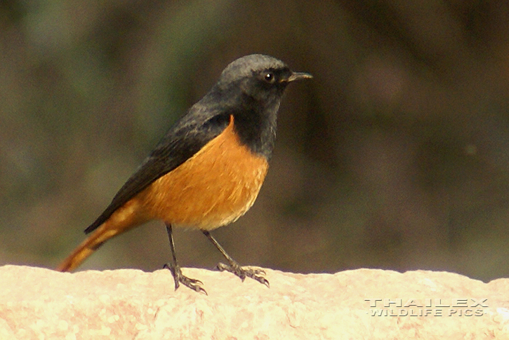 Black Redstart (Phoenicurus ochruros)