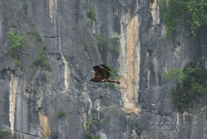 Black-eared Kite (Milvus migrans lineatus)