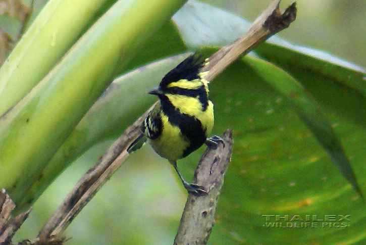 Black-lored Tit (Parus Xanthogenys)