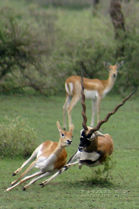 Blackbuck (Antilope cervicapra)