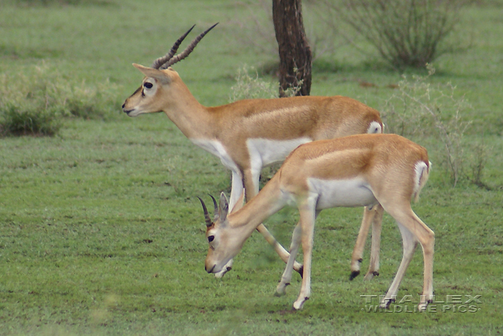 Blackbuck (Antilope cervicapra)