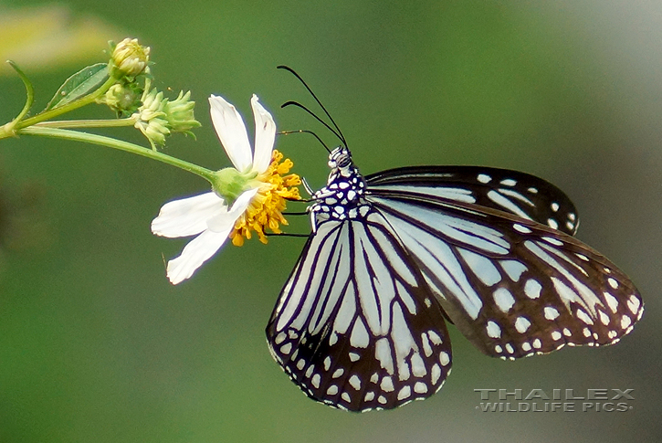 Blue Glassy Tiger (Ideopsis similis persimilis)