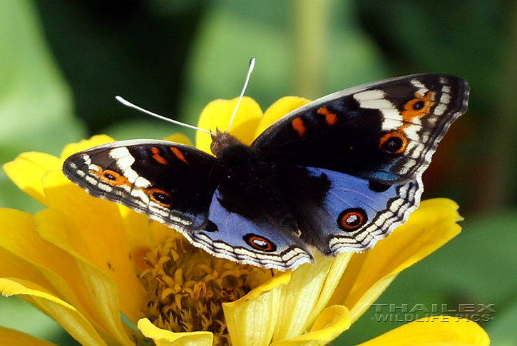 Blue Pansy (Junonia orithya)