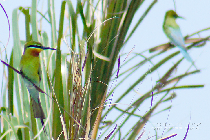 Blue-tailed Bee-eater (Merops philippinus)