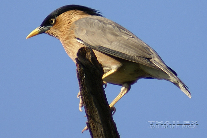 Brahminy Myna (Sturnia pagodarum)