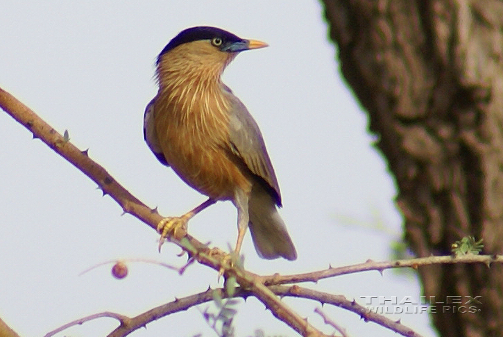 Brahminy Myna (Sturnia pagodarum)