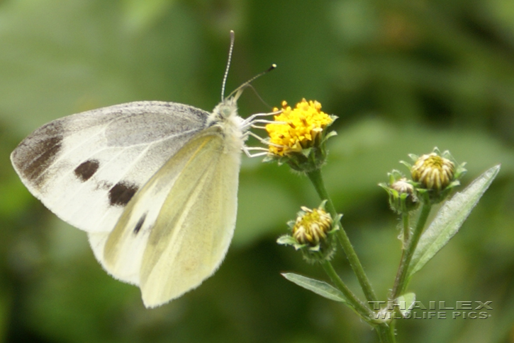 Cabbage White (Pieris brassicae)