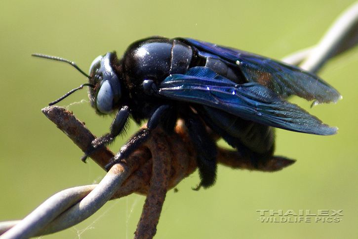 Carpenter Bee (Xylocopa sp.)