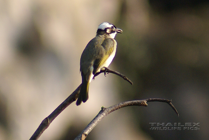 Chinese Bulbul (Pycnonotus sinensis)