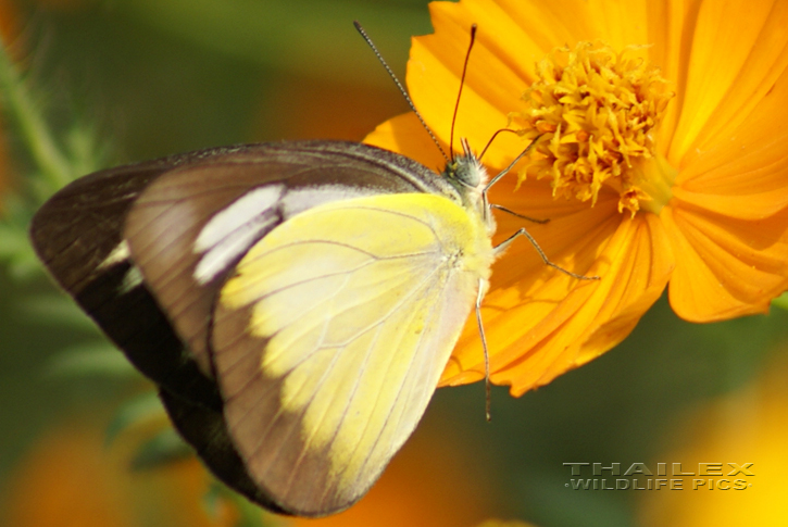 Chocolate Albatross (Appias lyncida)