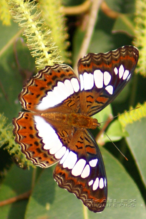 Commander (Limenitis procris)