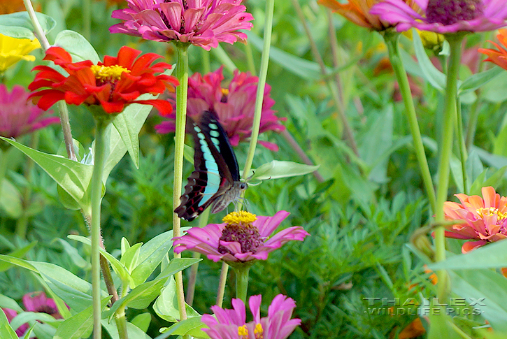 Common Bluebottle (Graphium sarpedon)