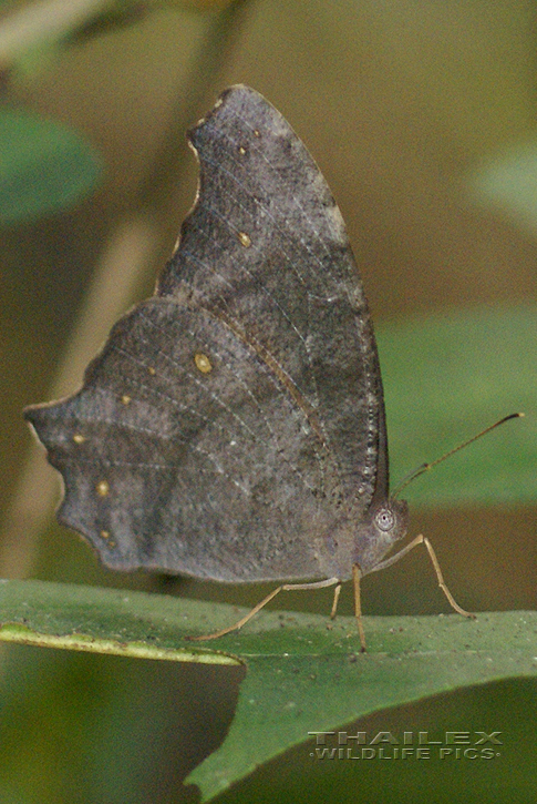 Common Evening Brown (Melanitis leda)