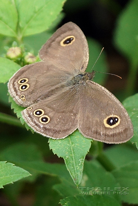 Common Five-ring (Ypthima baldus)