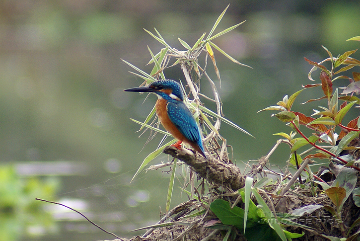 Common Kingfisher (Alcedo atthis)