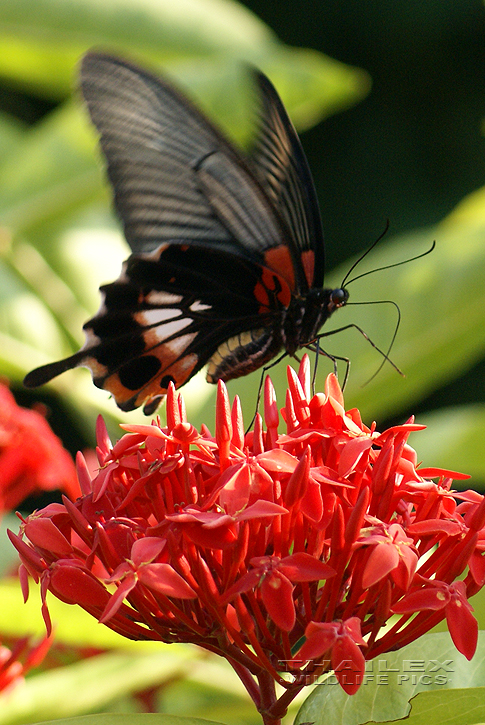 Common Mormon (Papilio polytes)